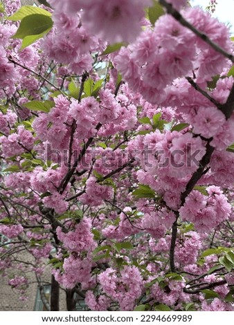 Cherry blossoms in NYC during spring season.