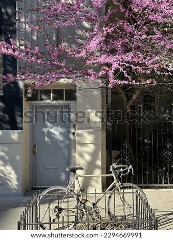 Cherry blossoms in NYC during spring season.
