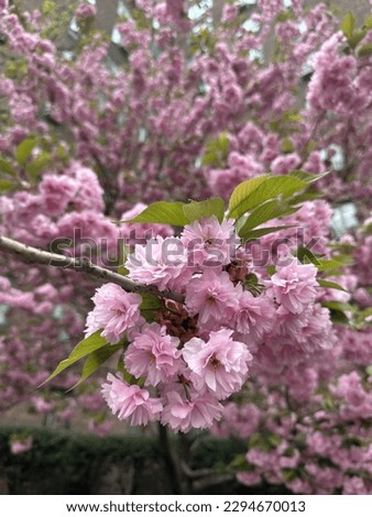 Cherry blossoms in NYC during spring season.