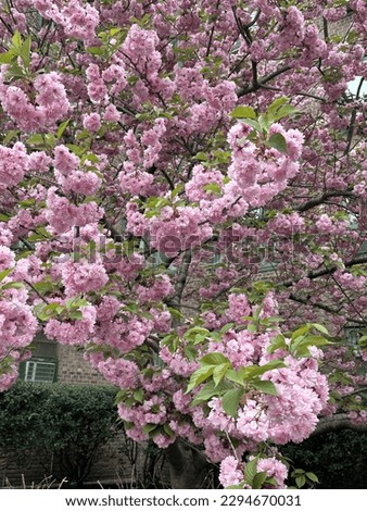 Cherry blossoms in NYC during spring season.