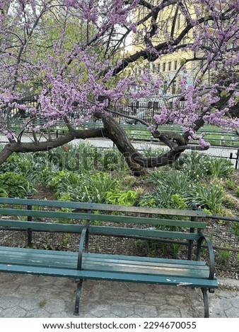 Cherry blossoms in NYC during spring season.