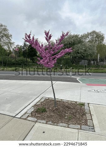 Cherry blossoms in NYC during spring season.