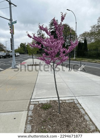 Cherry blossoms in NYC during spring season.