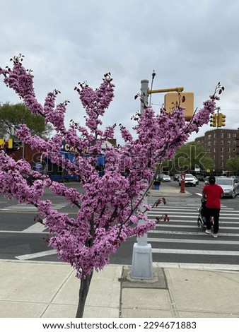 Cherry blossoms in NYC during spring season.