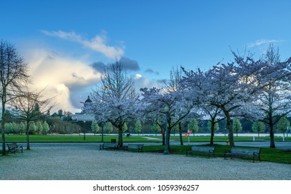 Cherry Blossoms Olympia Washington State