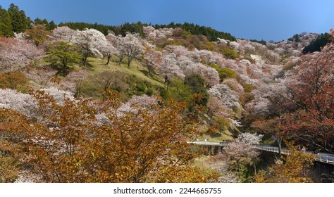 Cherry blossoms on Mount Yoshino　(Sacred Sites and Pilgrimage Routes in the Kii Mountain Range)