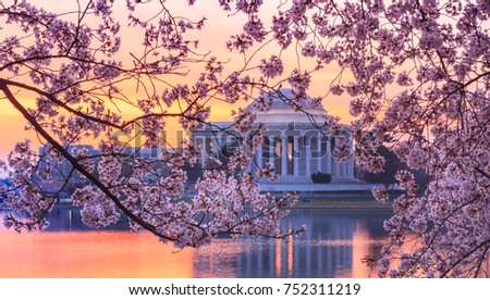 Cherry blossoms on trees around the Tidal Basin framing a distant view of the Jefferson Memorial in Washington, DC.