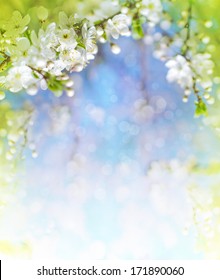 Cherry Blossoms Over Blurred Nature Background/ Spring Flowers/Spring Background With Bokeh