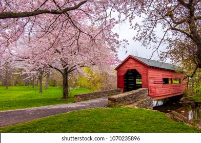 Cherry blossoms over covered bridge, Frederick, MD