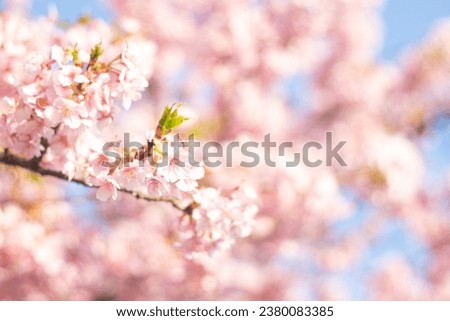 Similar – Image, Stock Photo Cherry blossom in full splendor