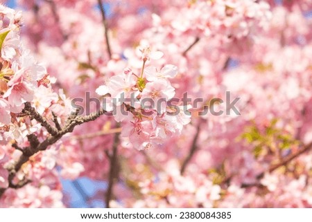 The cherry blossoms in the park are in bloom. The name of this cherry blossom variety is Kawazu-zakura. Scientific name is Cerasus lannesiana Carriere, 1872 Kawazu-zakura. Wallpaper background.