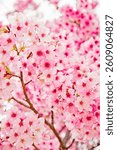 The cherry blossoms in the park are in bloom.　
The name of this cherry blossom variety is  Kawazu-zakura.　
Scientific name is Cerasus lannesiana Carrière, 1872 Kawazu-zakura.