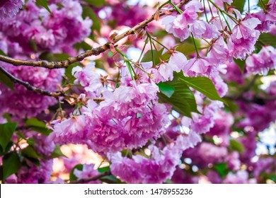 Cherry Blossoms In Park Slope, Brooklyn NY