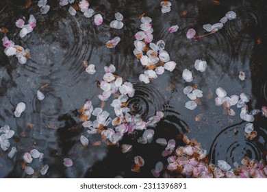 Cherry blossoms petals float on the surface of the water. - Powered by Shutterstock