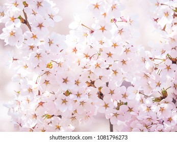 Sakura Space Cg