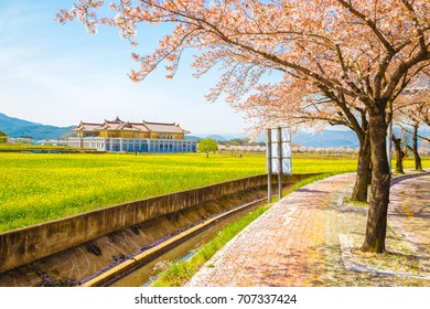 Cherry blossoms with rape flower field at spring in Gyeongju, Korea - Powered by Shutterstock