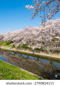 Cherry blossoms and reflection on river in Kyoto, Japan
A vibrant spring landscape featuring a row of blooming pink cherry blossom trees (Sakura) along a riverbank in Kyoto, Japan. The beautiful flowers and a clear blue sky reflect on the calm water surface, with green grass in the foreground. No people.
