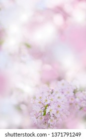 Cherry Blossoms (Sakura flowers), Japan