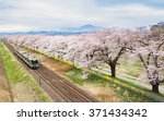 Cherry blossoms or Sakura and local train.