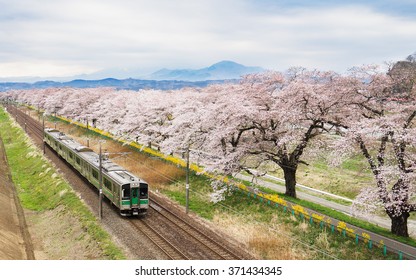 Cherry blossoms or Sakura and local train.