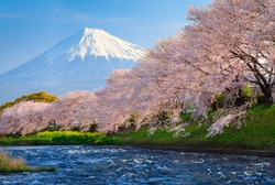 Kirschblüten Oder Sakura Und Berg Fuji Am Morgen Am Fluss