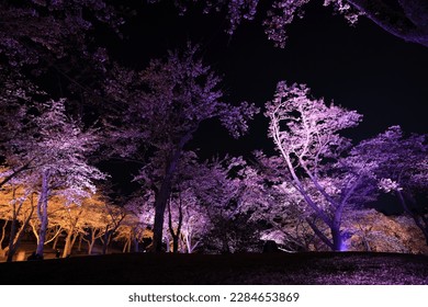 cherry blossoms in Sakura no sato, Izu, Shizuoka, Japan (night scene) - Powered by Shutterstock