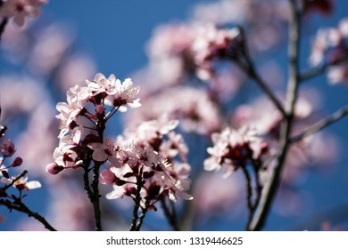 Cherry Blossoms In San Rafael, CA