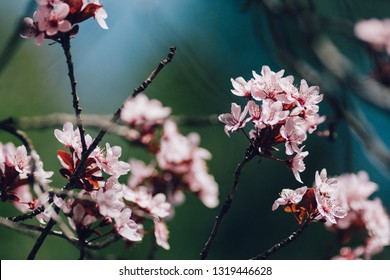 Cherry Blossoms In San Rafael, CA