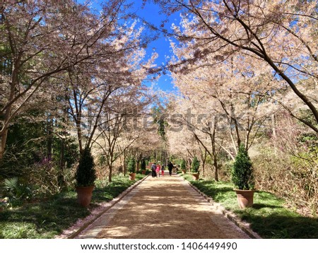 Cherry blossoms at the Sarah P. Duke Gardens in Durham, North Carolina