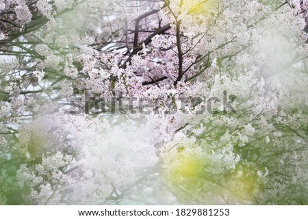 Similar – Image, Stock Photo Cherry blossom festival.