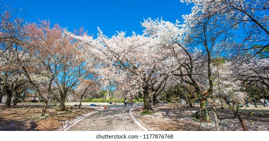 Cherry Blossoms In The Shinjuku Gyoen National Gardens In Tokyo, Japan. 