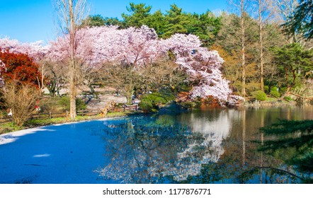 Cherry Blossoms In The Shinjuku Gyoen National Gardens In Tokyo, Japan. 