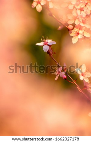 Similar – Image, Stock Photo Small flowers Environment