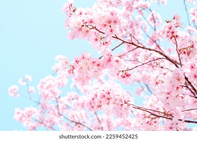 Cherry blossoms sky spring beautiful season