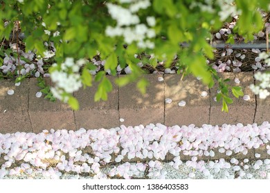 the cherry blossoms of spring