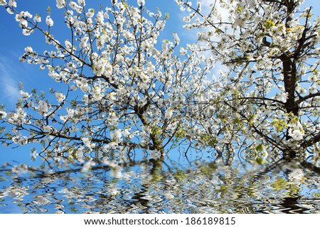 Similar – Image, Stock Photo When cherries dance.