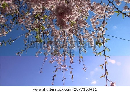 summer flower…. Flower