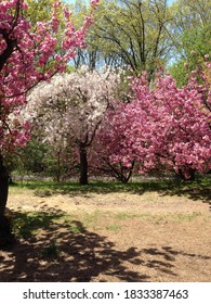 Cherry Blossoms In The Spring At Branch Brook Park