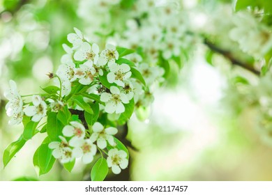 Cherry blossoms in spring close-up on green background. - Shutterstock ID 642117457