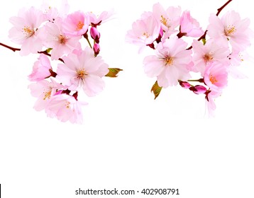 Cherry Blossoms. Spring Pink Flowers Isolated On White.