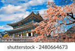 Cherry blossoms in spring, Seoul in Korea. Beautiful cherry blossoms in the spring of South Korea. Low angle view of gyeongbokgung against sky