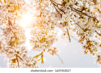 Cherry blossoms in springtime with sunlight