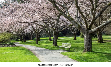 Cherry Blossoms In Stanley Park, Vancouver