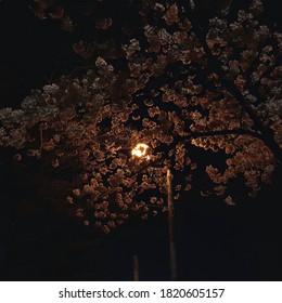 cherry blossoms and streetlights at night
