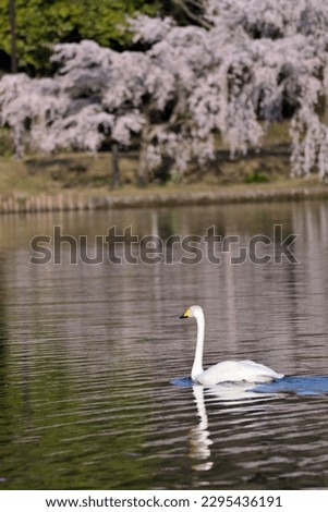 Cherry blossoms and swans in full bloom