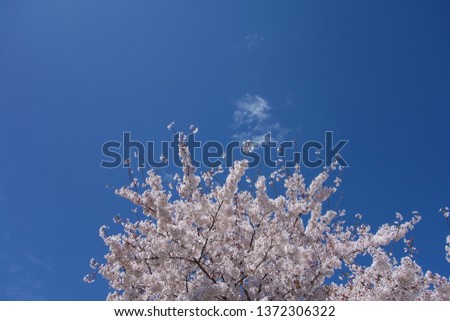 Similar – Image, Stock Photo When cherries dance.