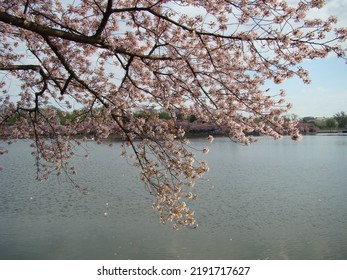 Cherry Blossoms At The Tidal Basin