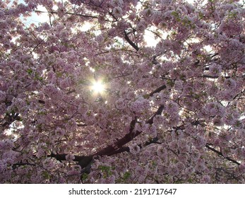 Cherry Blossoms At The Tidal Basin