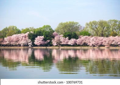 Cherry Blossoms At The Tidal Basin In Washington DC