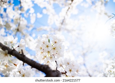 Cherry Blossoms At Tidal Basin, Washington DC., USA.